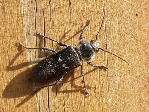 Capricorne des maisons - insecte xylophage