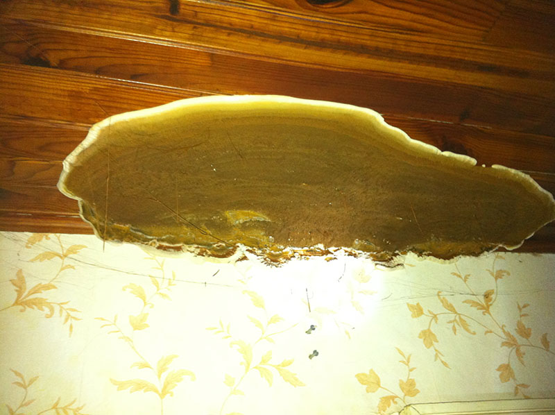 Champignon merule geant sur plafond en lambris bois