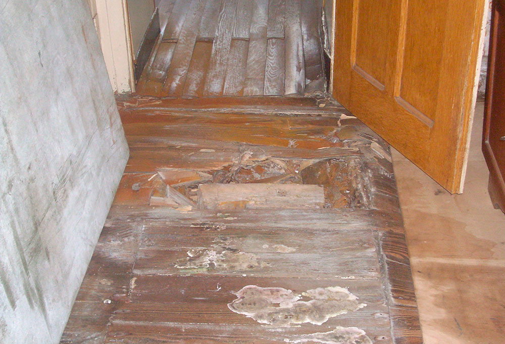 Parquet completement detruit par la merule